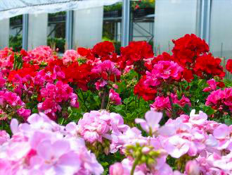 flowers carroll county md